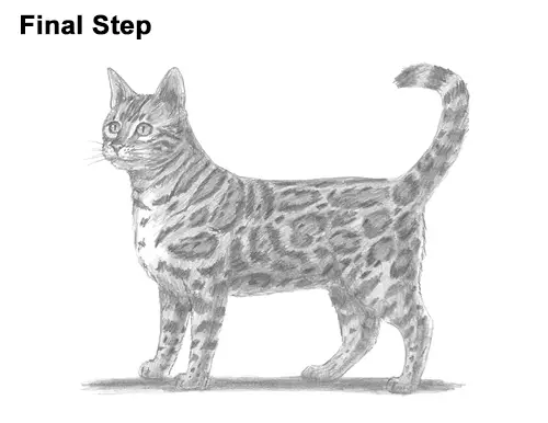 How to Draw Bengal Kitten Cat Spots title=