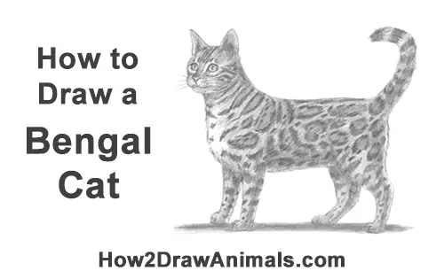 How to Draw Bengal Kitten Cat Spots