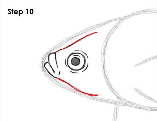 Draw Betta Fish 10