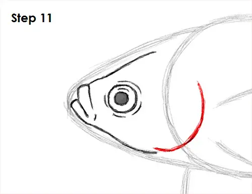 Draw Betta Fish 11