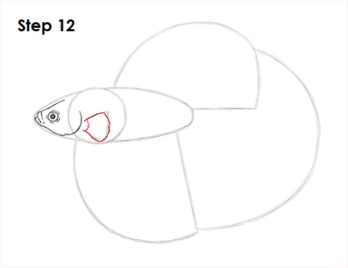 Draw Betta Fish 12