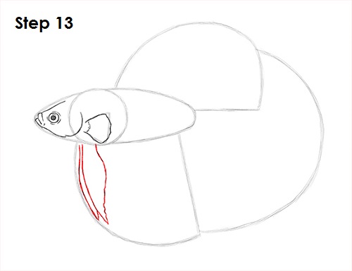 Draw Betta Fish 13
