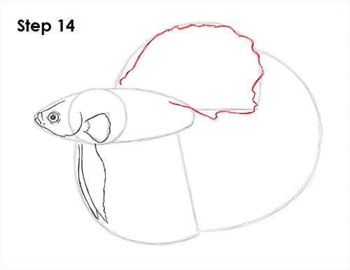 Draw Betta Fish 14