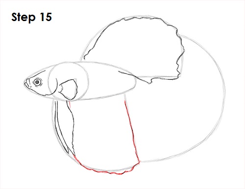 Draw Betta Fish 15