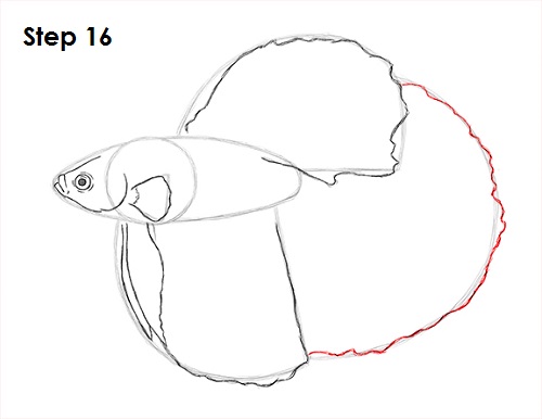 Draw Betta Fish 16