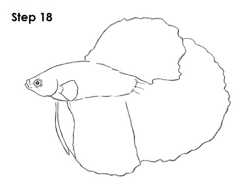 Draw Betta Fish 18