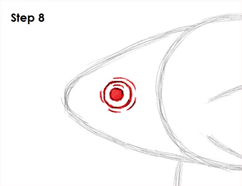 Draw Betta Fish 8