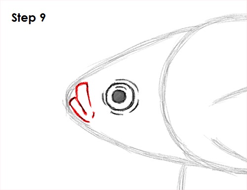 Draw Betta Fish 9