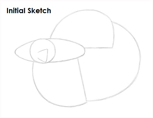 Draw Betta Fish Sketch