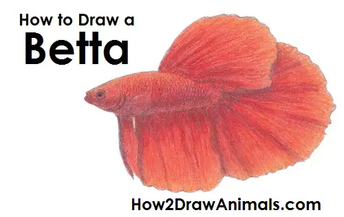 How to Draw a Betta Fish