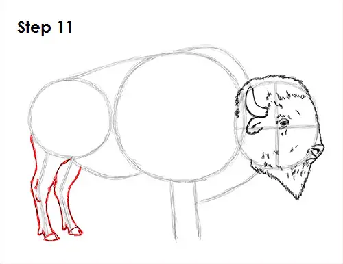Draw Bison 11