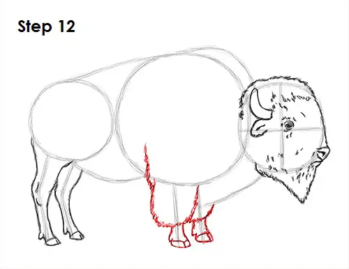 Draw Bison 12