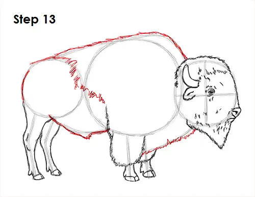 Draw Bison 13