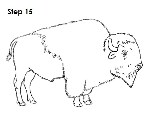 Draw Bison 15