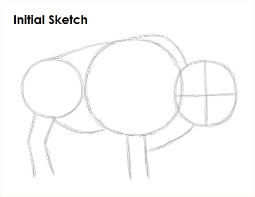 Draw Bison Sketch