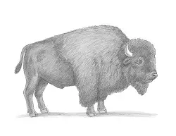 How to Draw a Bison American Buffalo Side View