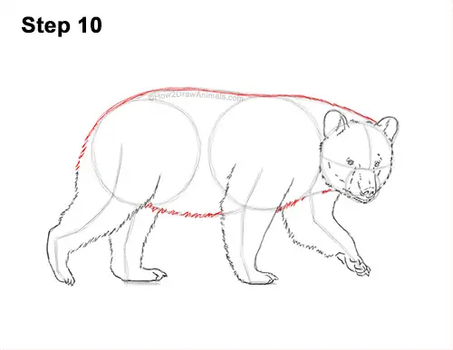 How to Draw an American Black Bear Walking Side View 10