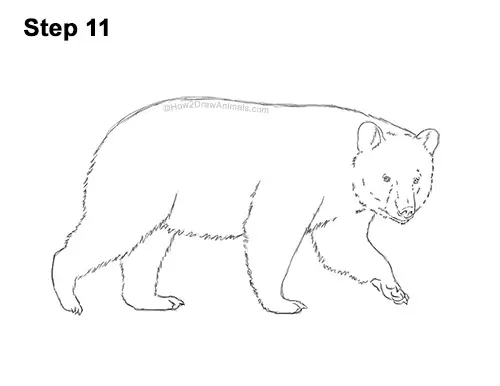 How to Draw an American Black Bear Walking Side View 11