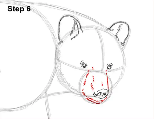 How to Draw an American Black Bear Walking Side View 6