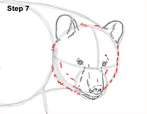How to Draw an American Black Bear Walking Side View 7