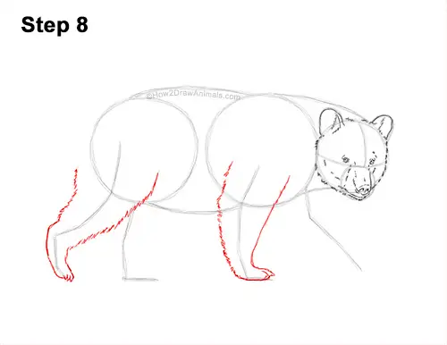 How to Draw an American Black Bear Walking Side View 8
