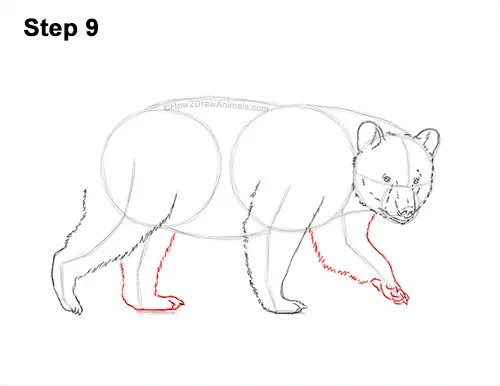 How to Draw an American Black Bear Walking Side View 9