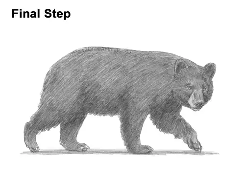 How to Draw an American Black Bear Walking Side View