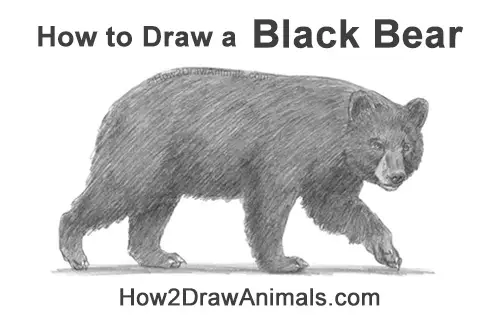 How to Draw a Bear | Envato Tuts+