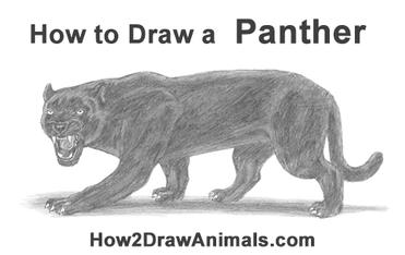How to Draw a Black Panther Roaring