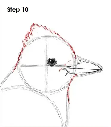 How To Draw A Blue Jay