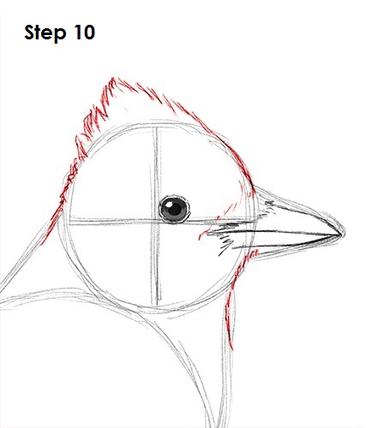 Learn How to Draw a Blue Jay (Birds) Step by Step : Drawing Tutorials