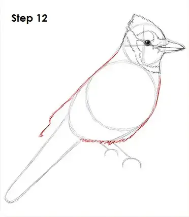 How To Draw A Blue Jay