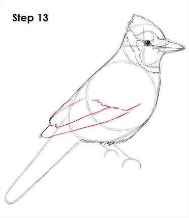 How to Draw a Blue Jay