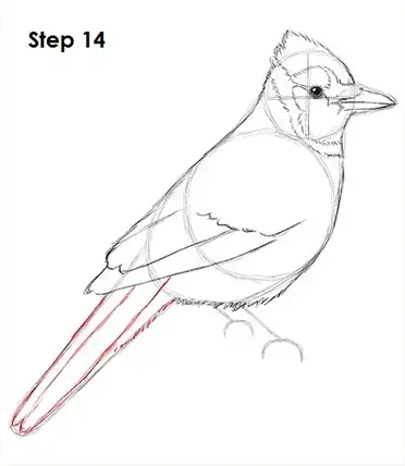 How To Draw A Blue Jay