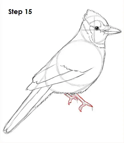 How To Draw A Blue Jay Video And Step By Step Pictures