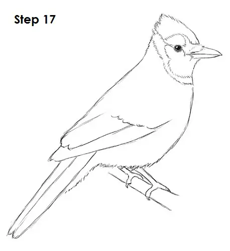 How To Draw A Blue Jay