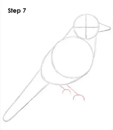 How To Draw A Blue Jay