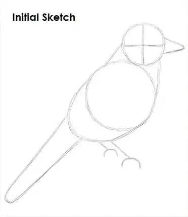 How To Draw A Blue Jay