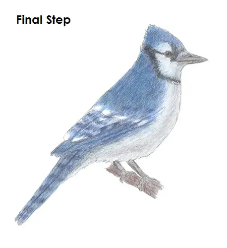 How To Draw A Blue Jay