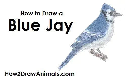 Blue jay in Markers Sketching Tutorial 