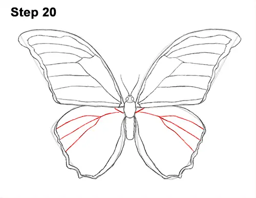 Draw Blue Morpho Butterfly 20