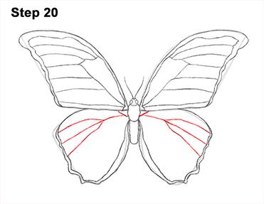 how to draw a butterfly step by step realistically
