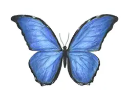 How to Draw a Blue Morpho Butterfly Color