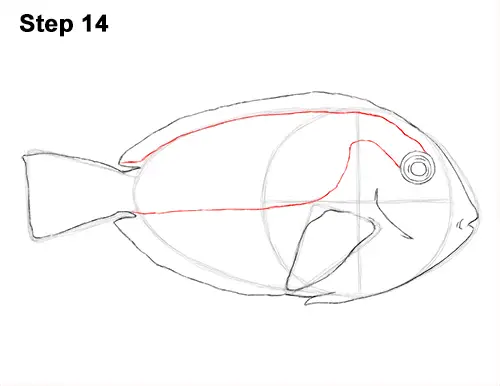 Draw Regal Blue Tang Fish 14