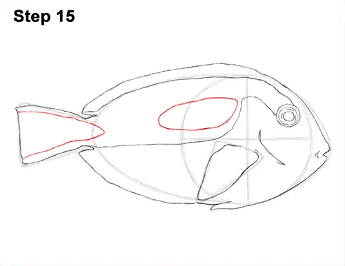 Draw Regal Blue Tang Fish 15