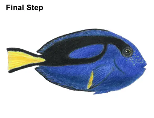 Draw Regal Blue Tang Fish