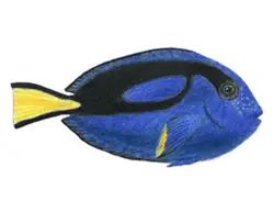 How to Draw a Royal Regal Blue Tang Fish