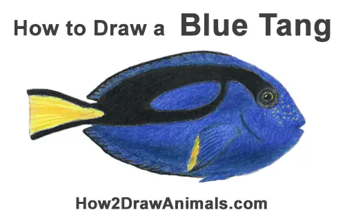 How to Draw a Regal Blue Tang Fish