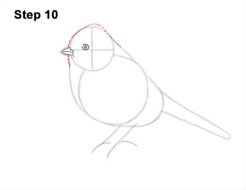 How to Draw a Eurasian Blue Tit Bird 10
