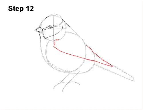 How to Draw a Eurasian Blue Tit Bird 12
